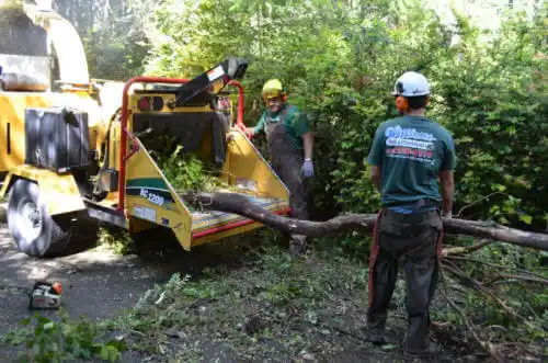 tree services Charlestown